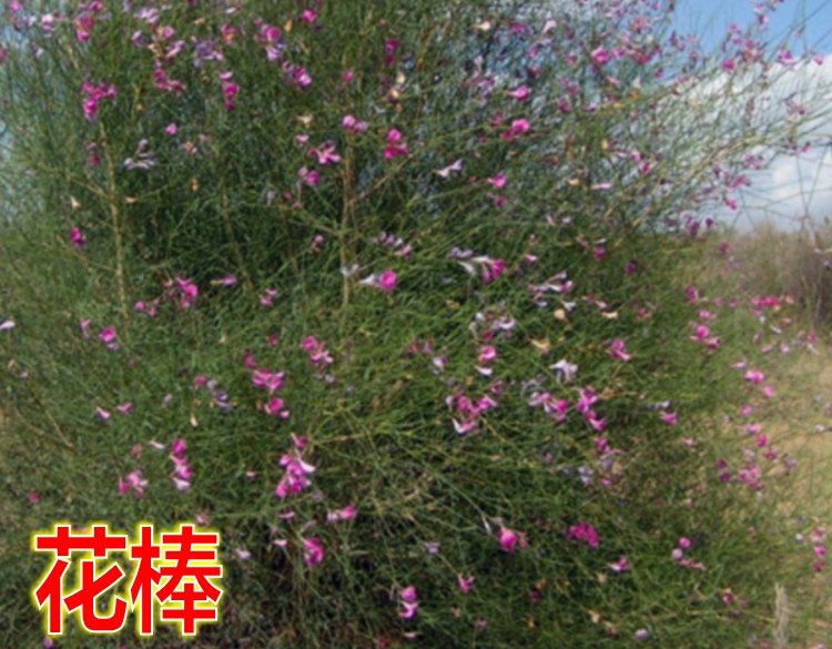 固沙牧草沙蒿种子芨芨草冰草沙米沙蓬米百脉根五叶草花