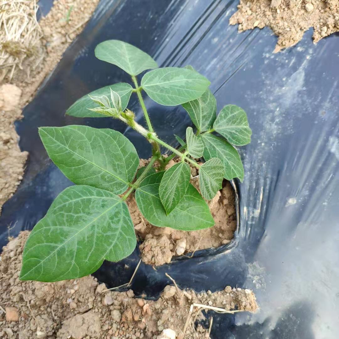 苏炫 葛根种苗葛根藤种植粉葛藤葛根种子野生葛根苗桂林柴葛滕20棵