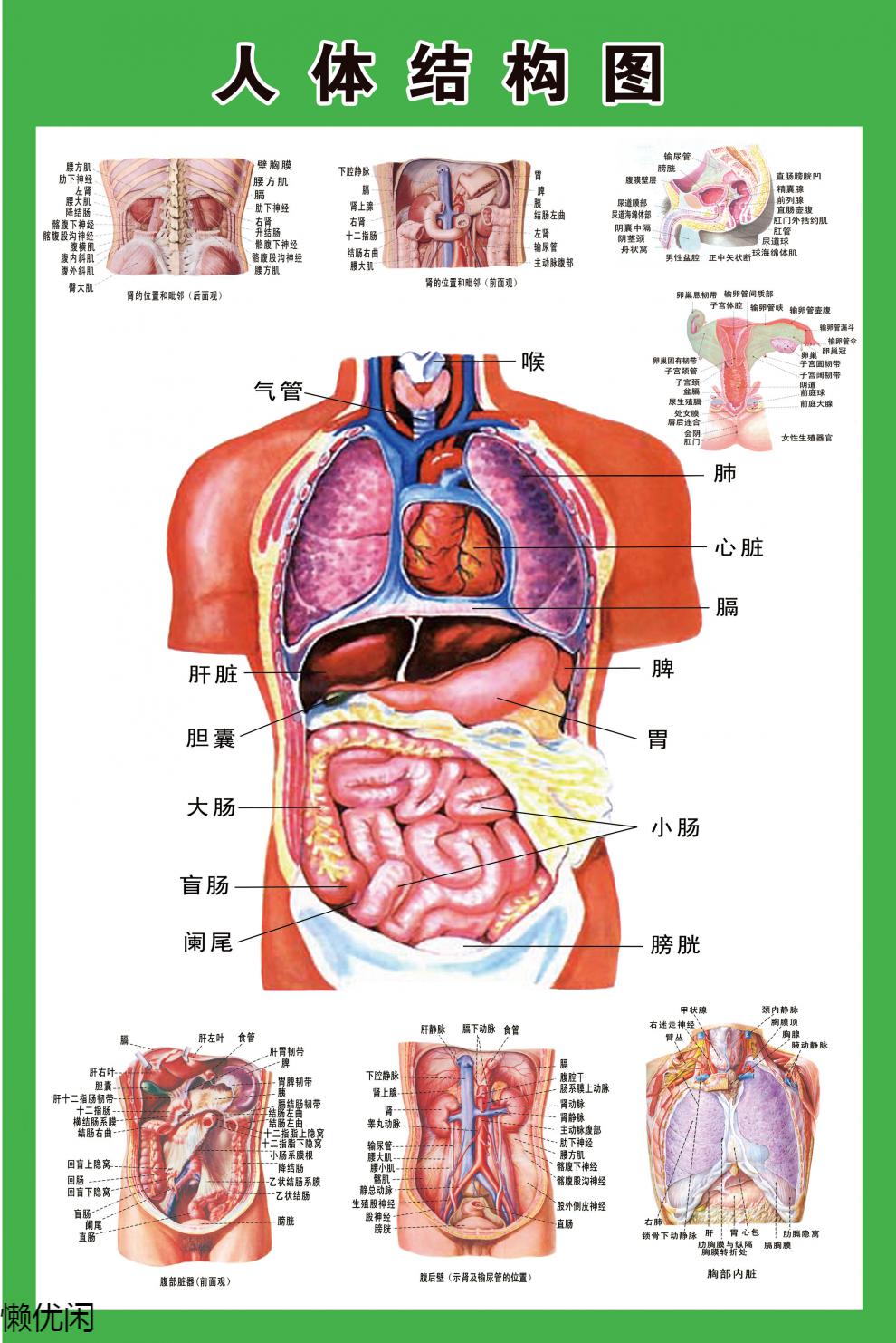 人体内脏解剖示意图医学宣传挂图人体器官心脏结构图医院海报定制