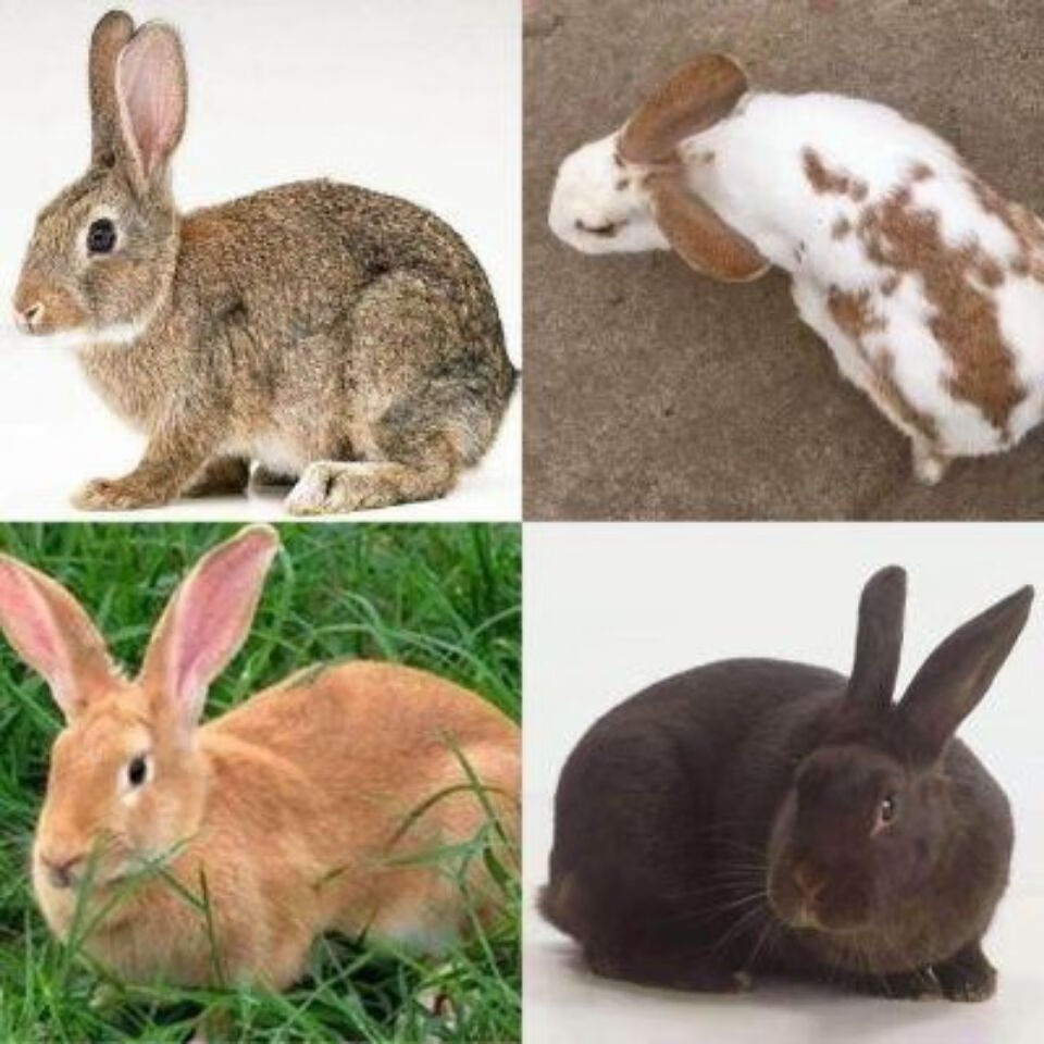 兔子活物大型肉兔小白兔小兔子活体比利时巨兔新西兰兔苗健康繁殖熊猫