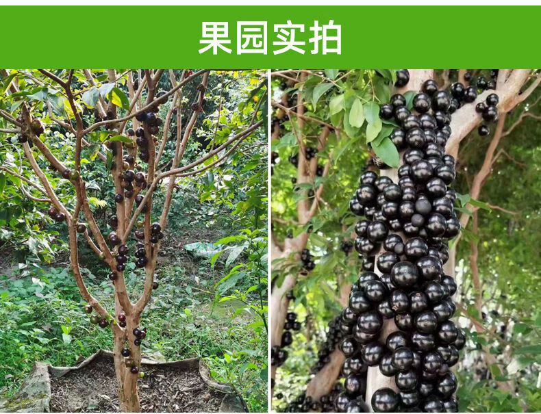 嘉宝果树苗正宗树葡萄四季艾斯卡南北方可种植带土带叶当年结果四季