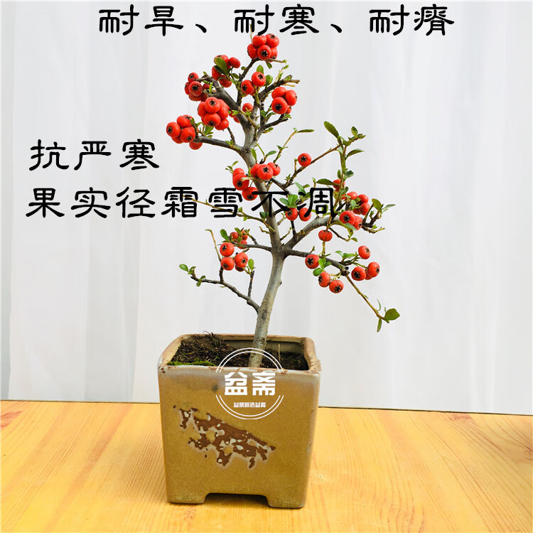 火棘沙棘盆景盆栽树桩盆景绿植观花观果植物阳台客厅庭院s弯造型火棘