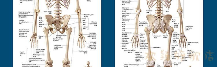 标准人体骨骼图大挂图片身高清人体骨骼结构图解剖图身海报vieruodis
