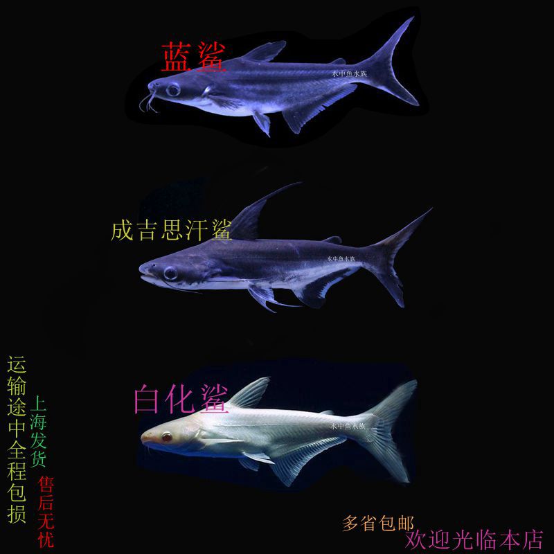 【京选推荐】淡水鲨鱼成吉思汗鲨蓝鲨大白鲨虎头鲨白化鲨凶猛热带鱼