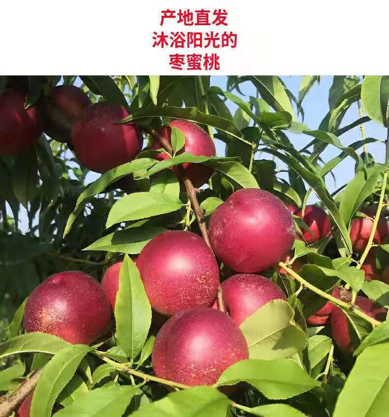 3斤/5斤【顺丰】珍珠枣油桃枣味小油桃枣蜜桃离核纯甜脆硬桃子新鲜