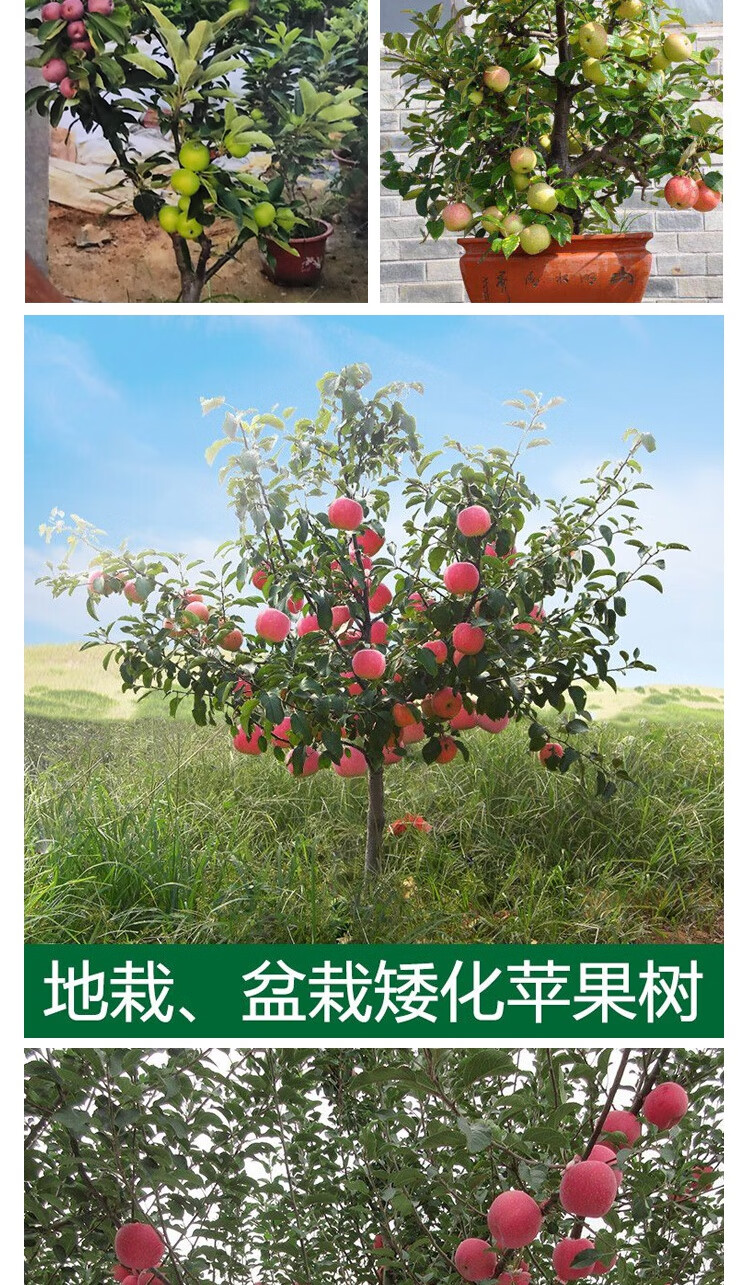 苹果树果苗矮化盆栽带果地栽南方北方当年结果室内庭院红富士苹果4年