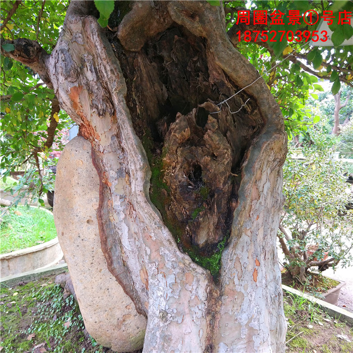 实拍大型榆树盆景树桩造型盆景庭院栽植抱石榆树大型抱石榆树含盆