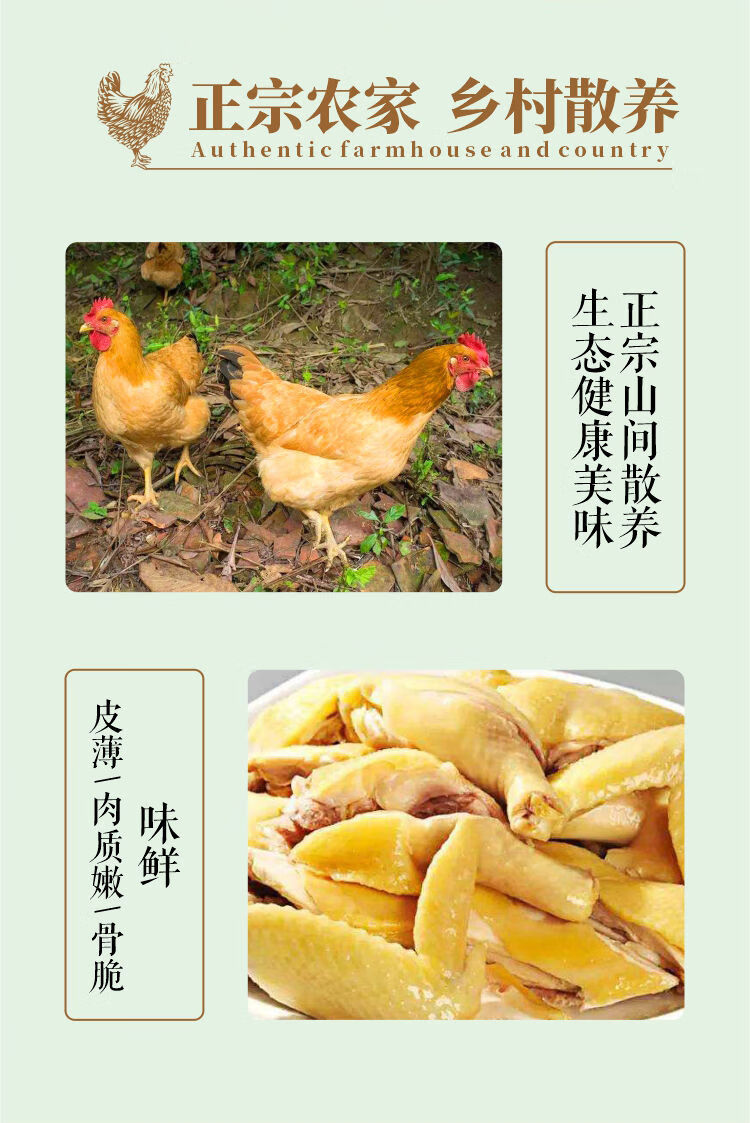 正宗广东信宜三黄鸡湛江鸡白切鸡月子鸡老母鸡整鸡顺鑫贝两只装5斤