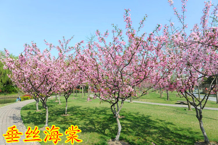 海棠树苗名贵盆栽垂丝海棠苗庭院高杆西府北美海棠苗地栽海棠树苗8