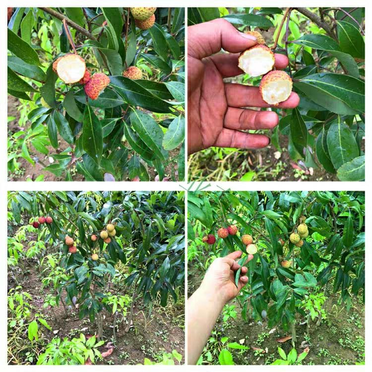 广东特大良种嫁接荔枝树苗新品种仙进奉荔枝果树苗冰荔枝当年结果白糖
