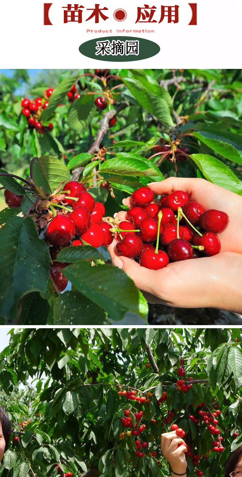 嫁接大樱桃树苖车厘子树苗南方北方种植矮化盆栽地栽特大当年结果