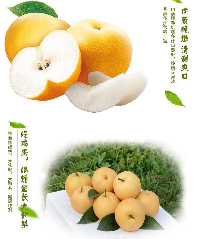 轻恋顺丰直达万润丰羊脂秋香梨山东冰糖羊脂秋月梨新鲜中秋song礼礼盒