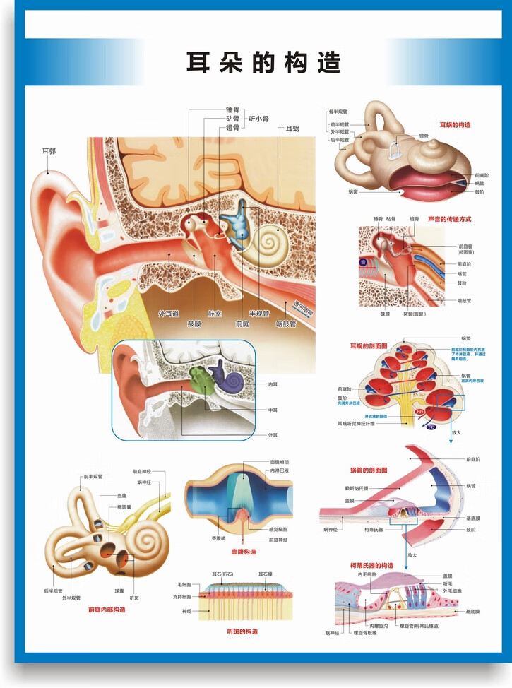 鼻喉解剖图耳鼻喉结构图耳鼻喉科挂图医院科室海报 耳朵的构造(竖版)