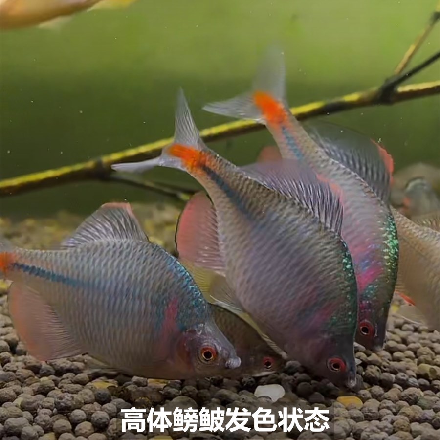 荣郁鳑鲏鱼观赏鱼冷水鱼原生鱼七彩旁皮鱼高体旁皮活体小型淡水鱼好养