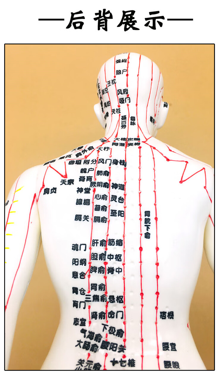 穴位模型中医人体针灸穴位模型手臂可转身体推拿按摩十二经络清晰男女