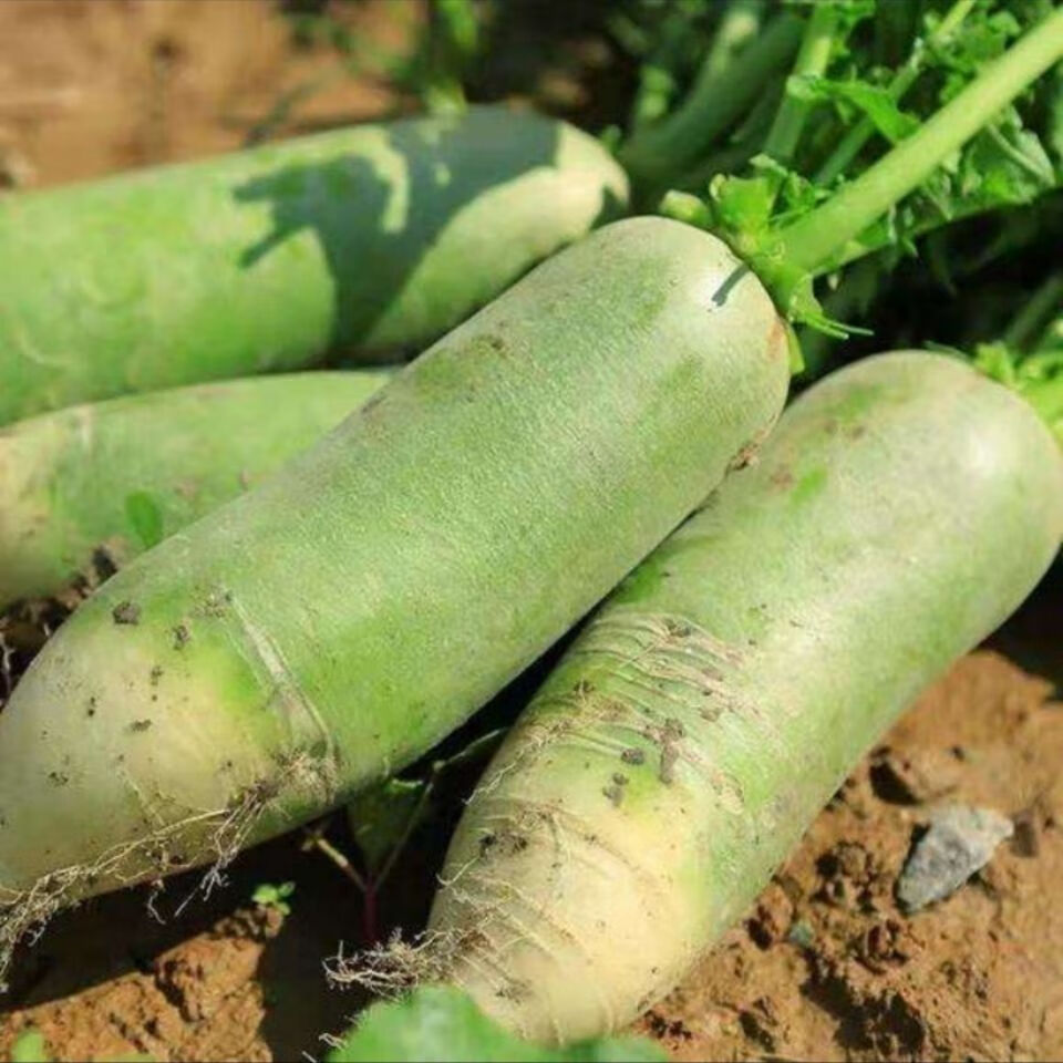 精选直发河南新鲜青萝卜白萝卜新鲜蔬菜农家自种蔬菜批发5斤精选装
