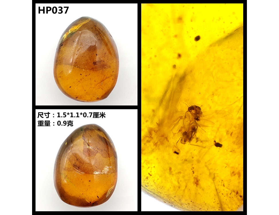 葵影新品天然琥珀缅甸虫珀植物珀原石水胆昆虫琥珀特色珀琥珀标本科普