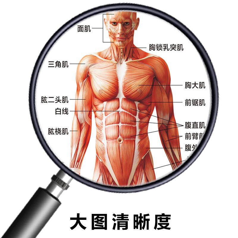 医院全身人体肌肉骨骼器官内脏解剖大挂图男性肌肉分布图海报横版骨与