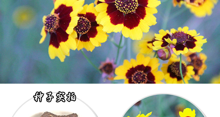 蛇目菊种子雪菊花种子景观绿化园林工程鲜花花卉草花种子易蛇目菊种子