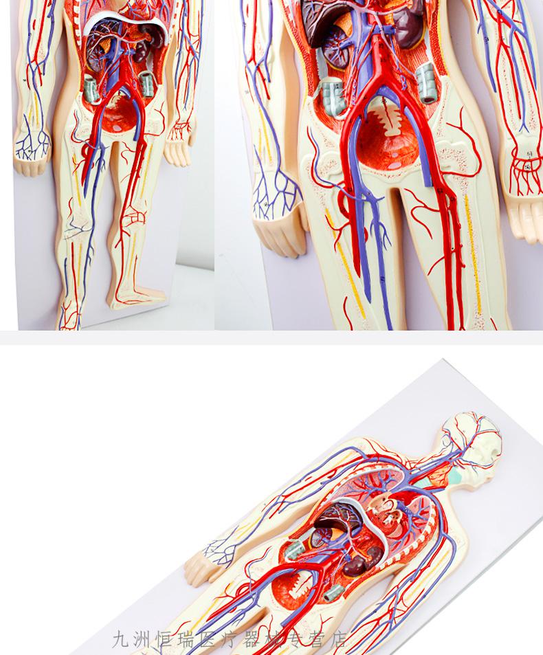 医学人体血液循环模型内脏心脏器官血管动脉神经解剖教具人体血液循环