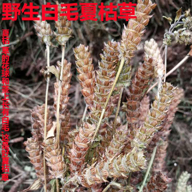 夏枯草全草干货河南野外生夏菇草夏枯球棒槌草凉茶500g现货