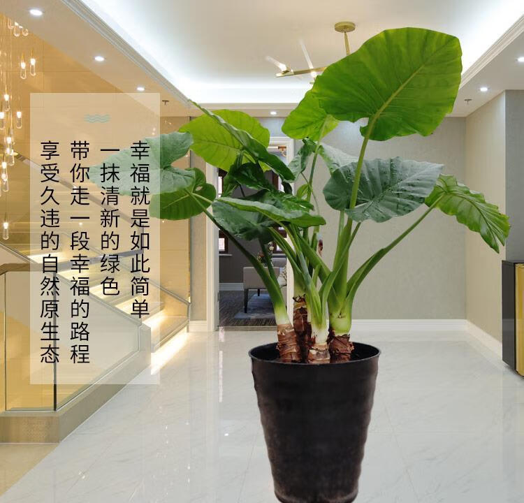 现货现发大叶滴水观音盆栽霸王芋老桩客厅盆景室内绿植花卉水土培吸3