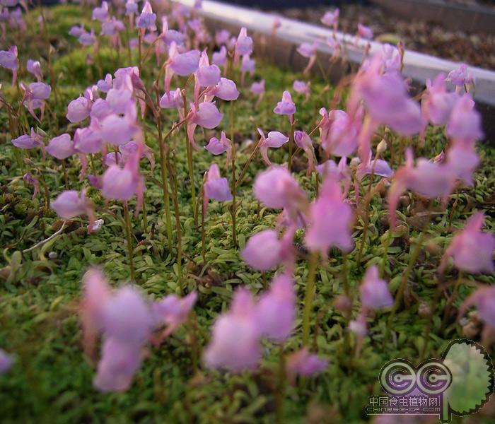 6015 食虫植物 禾叶狸藻植物盆栽小白兔子食虫草蓝挖耳草水养水培