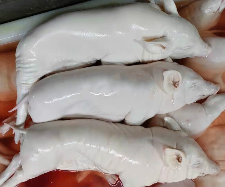 乳猪整只脆皮烤乳猪新鲜冷冻整只猪生鲜香妮曼特乳猪整只7斤8斤去毛去