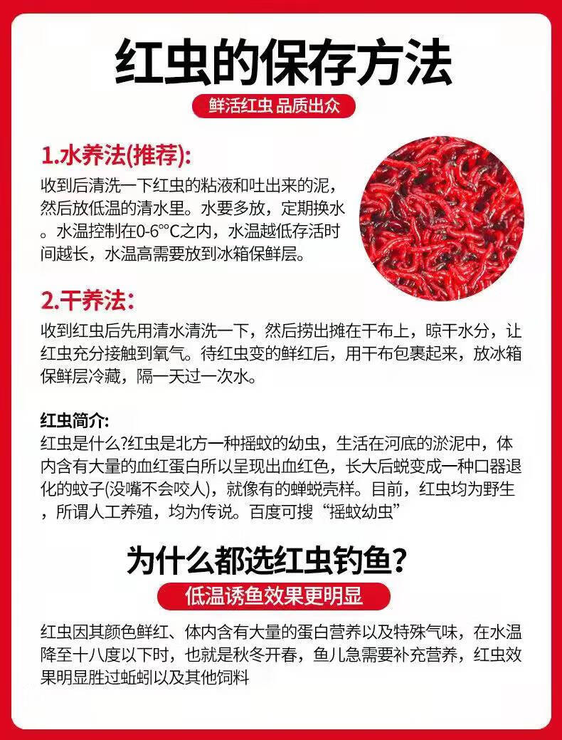 红虫活蚯蚓颗粒窝料活饵活体活虫鲜活特大号红虫公虫鱼饵喂鱼饵料喂鱼