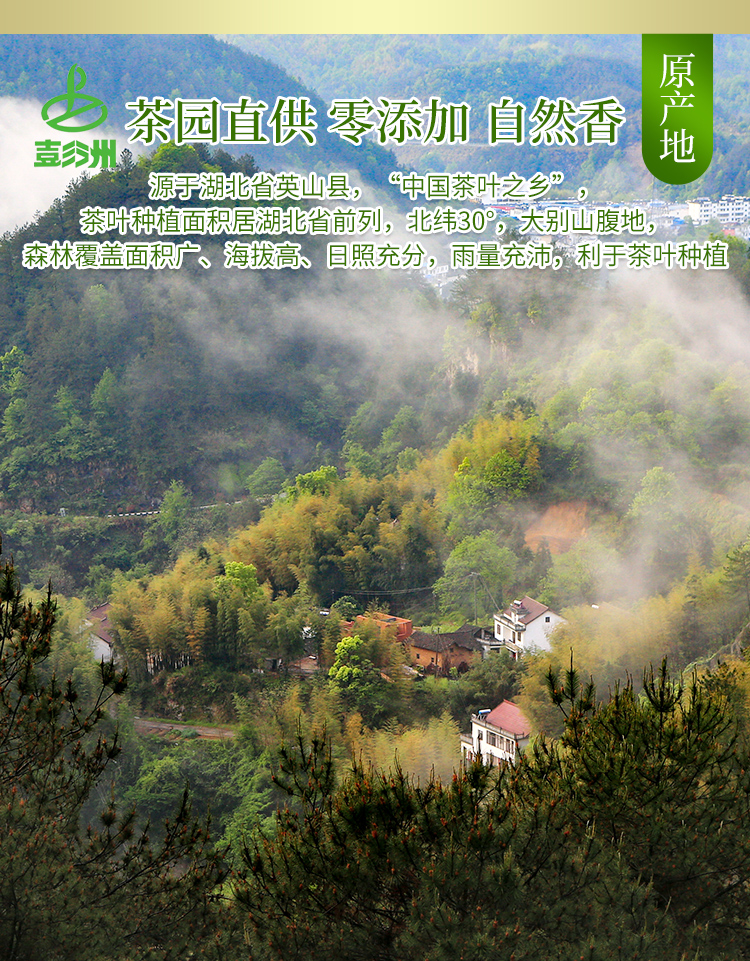 湖北英山云雾茶叶绿茶高山绿茶浓香毛尖芽茶2021新茶500g