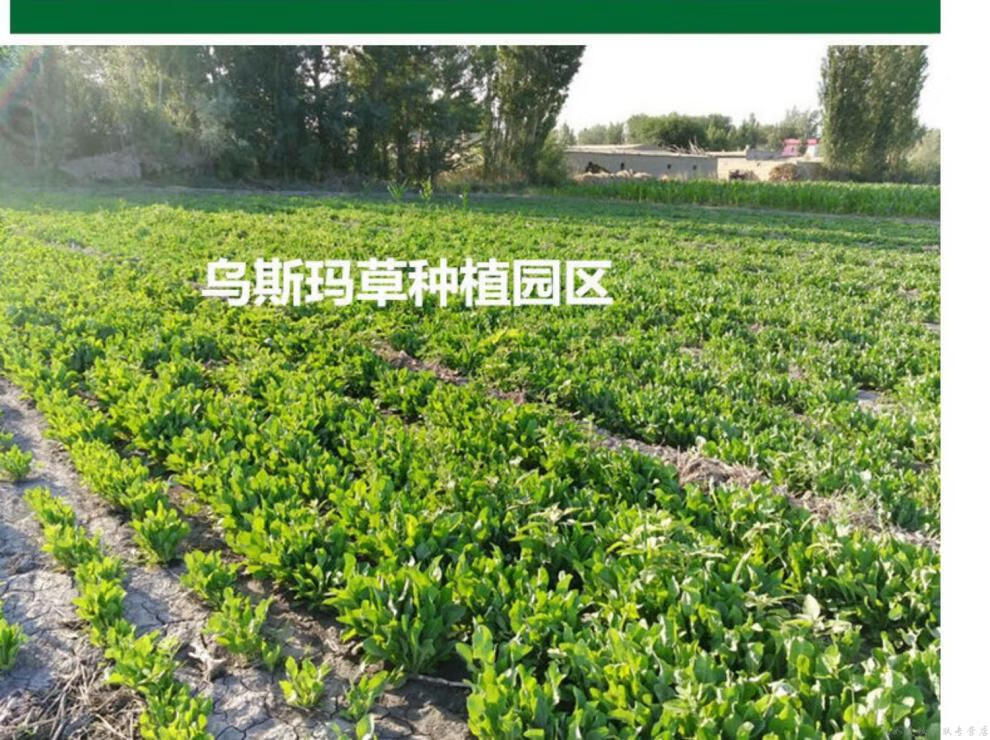 乌斯曼草棒乌斯曼草乌斯玛草棒新疆奥斯曼发际线眉毛植物生手工眼睫毛