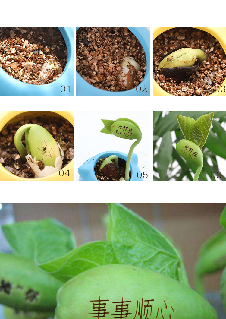 刻字魔豆种子桌面创意迷你小植物幼儿园小朋友儿童种植diy小盆栽普通