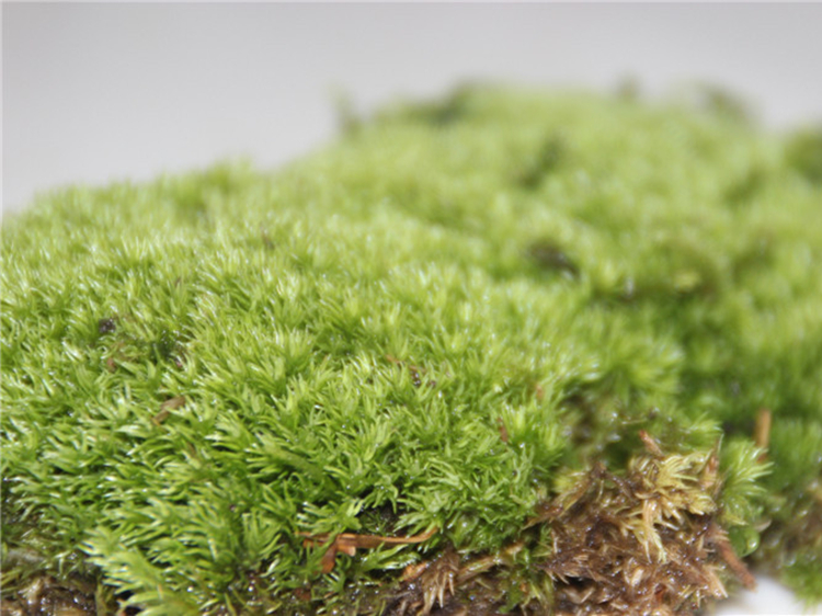 采缇鲜活苔藓植物盆景铺面假山青苔微景观diy材料水陆缸吸水石白发藓