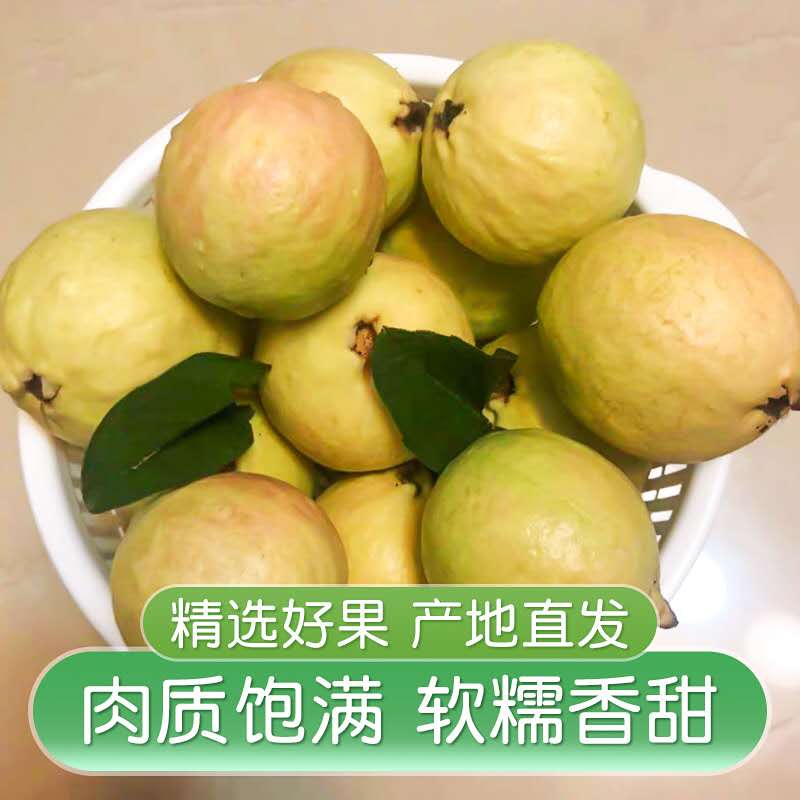 广东黄金胭脂红番石榴软红心芭乐低糖鸡屎果当季新鲜水果5斤福建