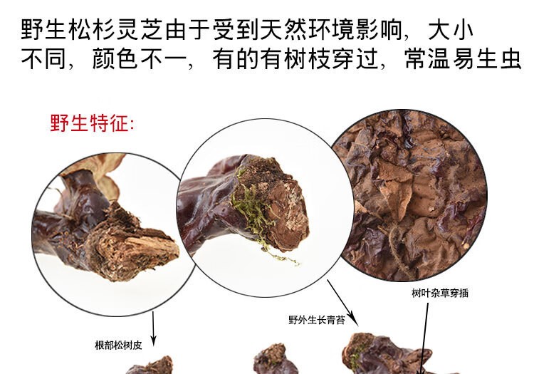 长白山野生灵芝白肉灵芝松杉灵芝白心赤芝整枝非西藏不苦香浓100g