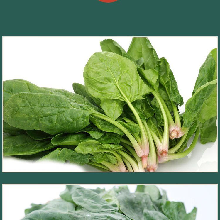 新鲜圆叶菠菜蔬菜赤根波斯菜红根矮杆大叶蔬菜红嘴绿鹦哥青菜新鲜菠菜