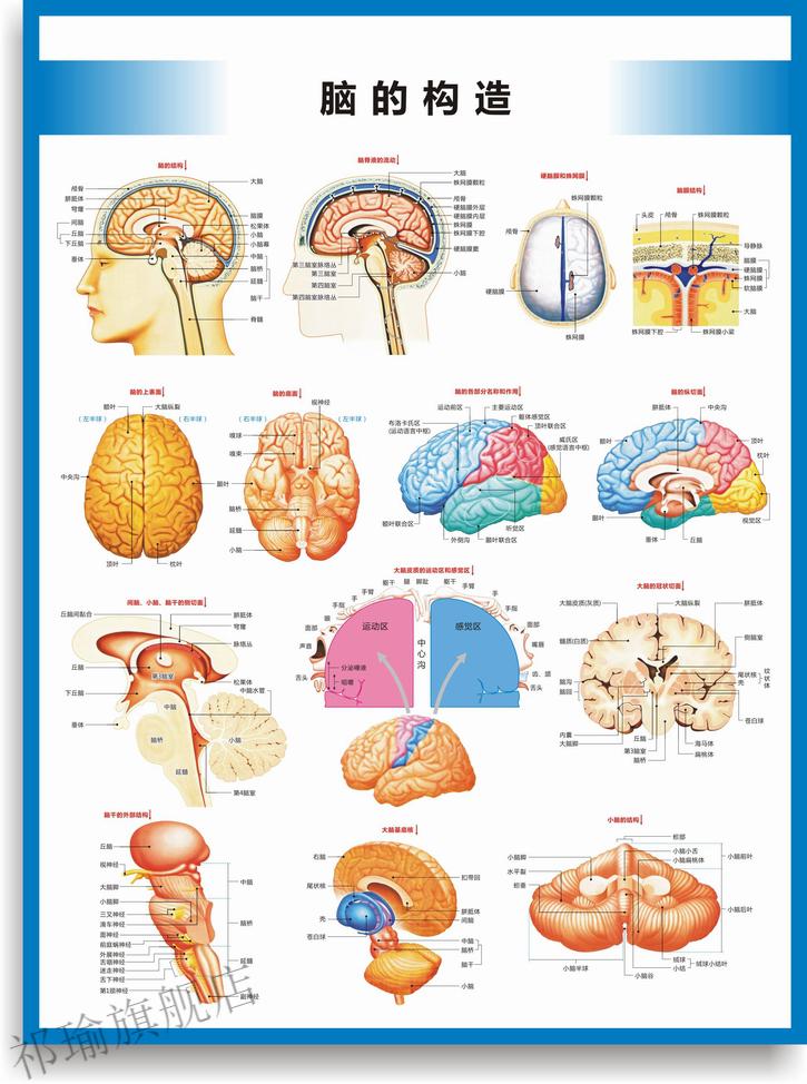 医院科室挂图宣传图脑的构造图脑的结构大脑结构图大脑解剖图脑部构造