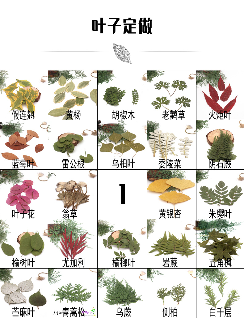 各种天然叶子集教学标本幼儿园diy干树叶植物贴画拼画树叶相框三角梅
