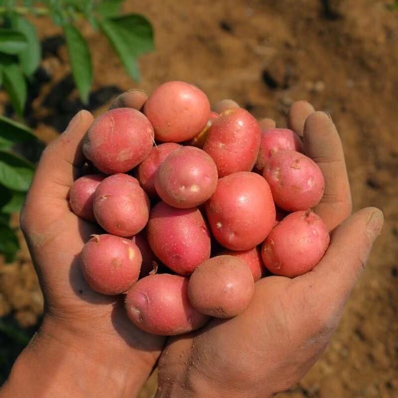 蔬菜新鲜土豆马铃薯红皮黄心土豆5斤净重实惠装精选现挖小土豆鸡蛋大