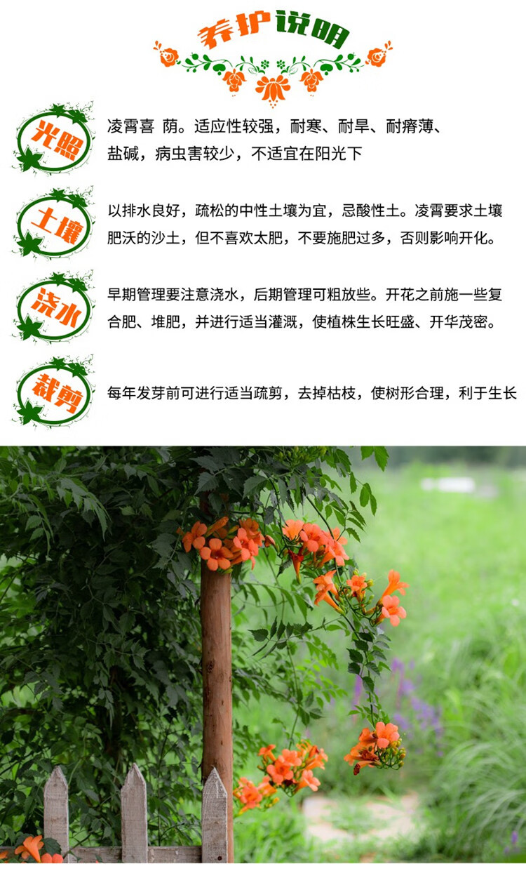 乐子君凌霄花庭院爬藤植物室内盆栽绿化苗木凌霄树苗花卉绿植凌霄6