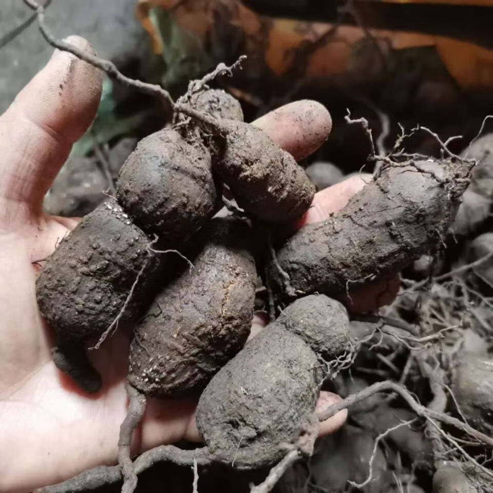 康中尊广西野外生三叶青金丝吊葫芦血见愁石老鼠蛇附子土经丸新鲜采挖