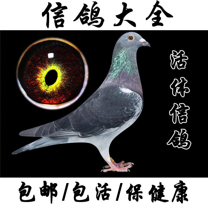 族萃血统鸽詹森红狐奶酪速霸龙瓦特盖比成绩鸽赛鸽天落迟归鸟速霸龙幼