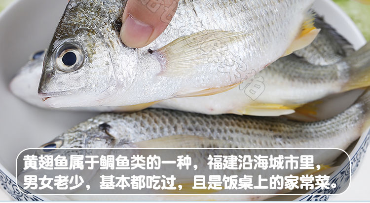 福建新鲜黄翅鱼当天捕捞深海鱼黄赤鱼海鲫鱼黄鳍鲷黄脚立大1斤装共约2