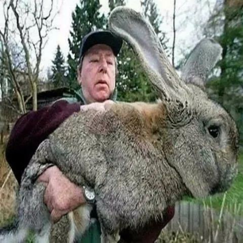 推荐新品喜马拉雅巨兔活体兔子大流士大型肉兔子养220斤包活黄色巨兔