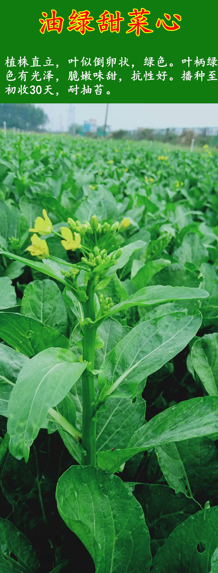 油绿甜菜心种子四季油菜心青菜种籽耐热农家大田阳台盆栽蔬菜种孑东绿