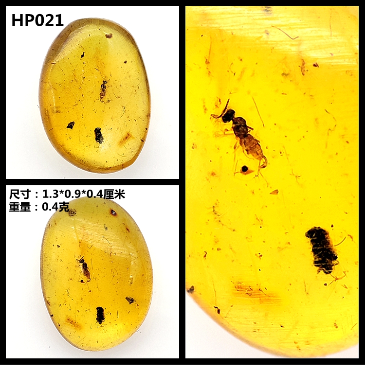 葵影新品天然琥珀缅甸虫珀植物珀原石水胆昆虫琥珀特色珀琥珀标本科普