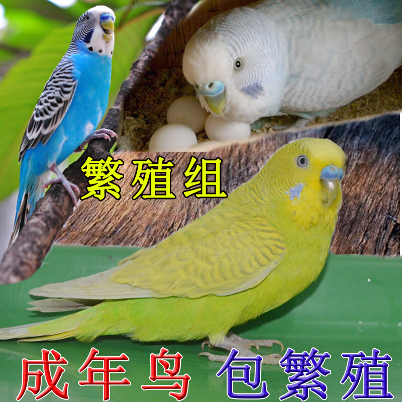 族萃鸟活体鹦鹉活宠物鸟体虎皮黄化情侣鹦鹉云班鹦鹉