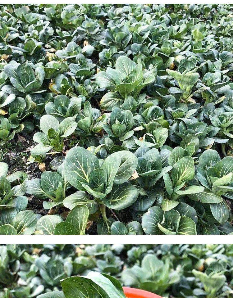 苏北农家霜冻上海青大青菜心菜苔蔬菜新鲜苏州青太湖黑油菜菜芯花3斤