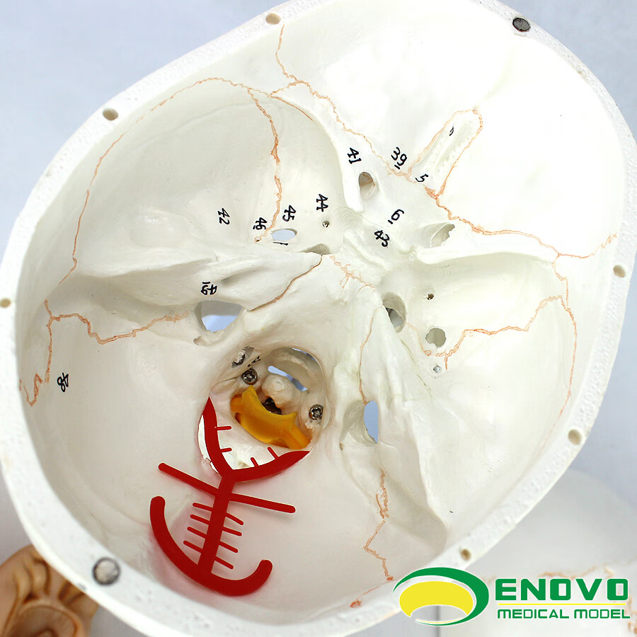 enovo颐诺医学人体头颅骨大脑模型头骨模型11颅脑神经外科解剖颅骨