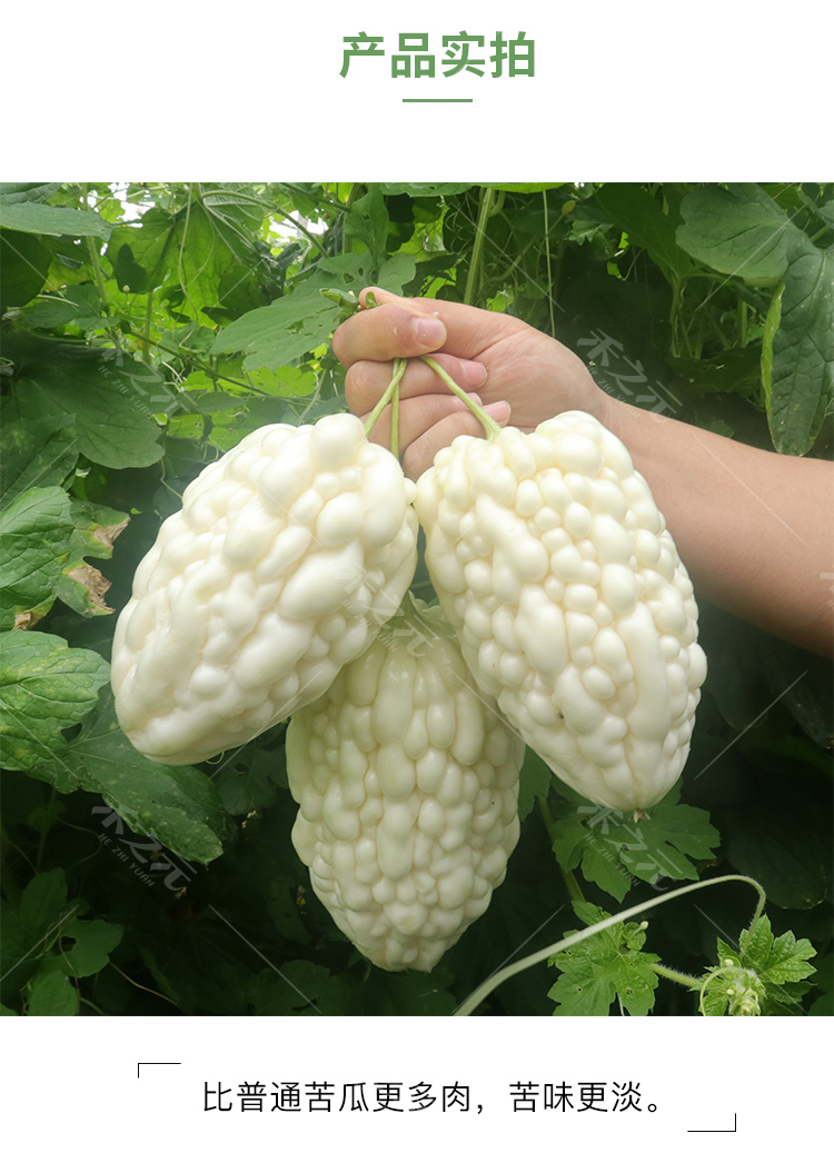 蔬果生吃不苦甘甜水果播苹果苦瓜种子白苦瓜种籽四季孑春夏秋苹果苦瓜